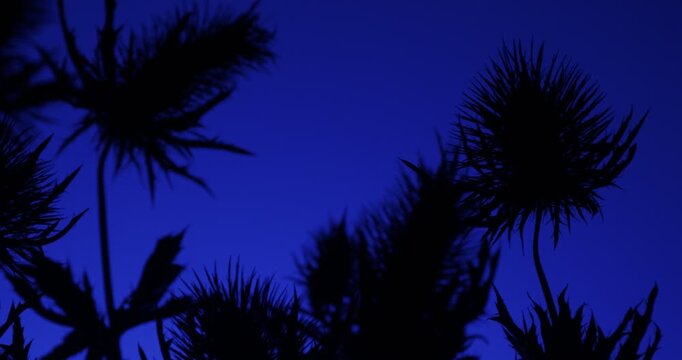 Dark mysterious Sea Holly Thistles Silhouettes sliding over abstract background with parallax effect
