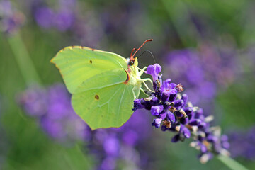 Lemon butterfly on lavender