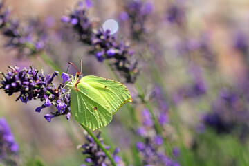 Lemon butterfly on lavender