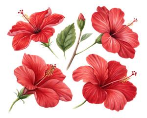Illustration of four red hibiscus flowers with green leaves and stems on a black background