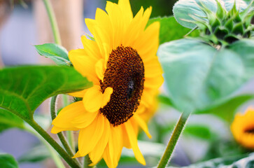 Vibrant yellow sunflowers with fresh green leaves on soft blue background