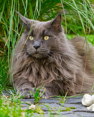 Maine Coon