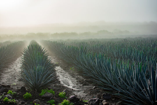AGAVE ENTRE LA NIEBLA 2