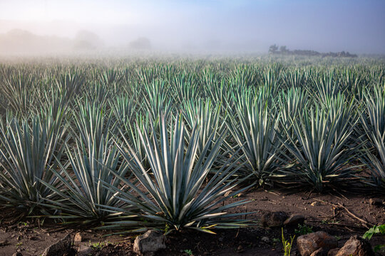AGAVE ENTRE LA NIEBLA 1