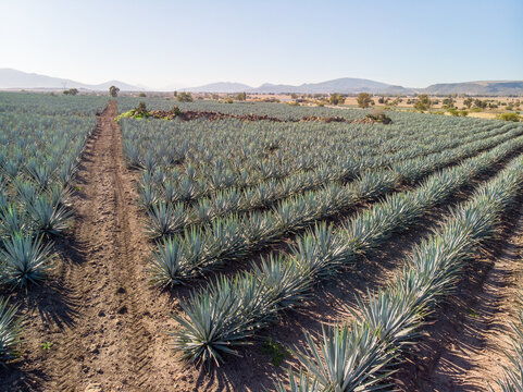 CAMPOS DE AGAVE 2 