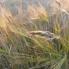 ears of wheat