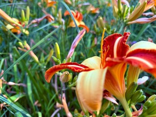 beautiful fresh red and orange lilies, natural flowers background
