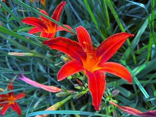 beautiful fresh red and orange lilies, natural flowers background