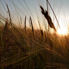wheat field at sunset