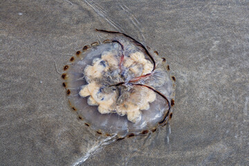 sea shell on the sand