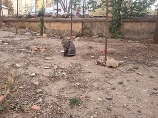 Beautiful gray cat in the garden meditating