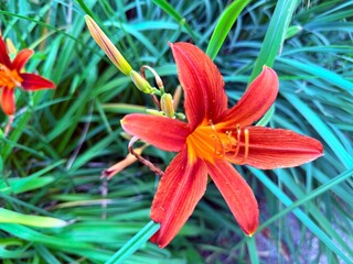 beautiful fresh red and orange lilies, natural flowers background