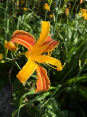 beautiful fresh red and orange lilies, natural flowers background