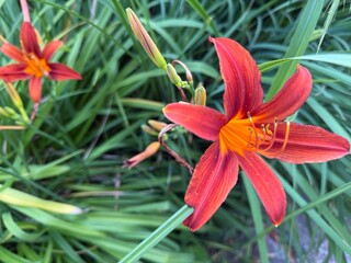 beautiful fresh red and orange lilies, natural flowers background