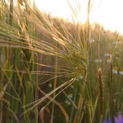 field of wheat