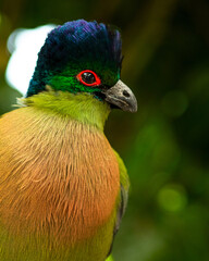 turaco bird in close up,african wild birds
