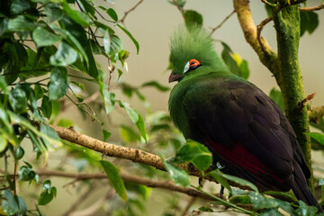turaco bird on a branch in close up,african wild birds