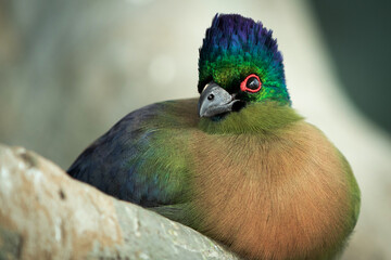 turaco bird in close up,african birds