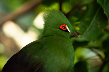 turaco bird in close up,african birds