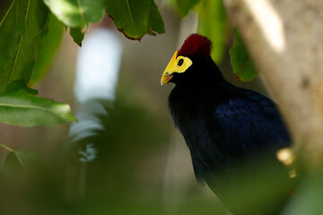 turaco bird sitting on a branch in close up,african wild birds