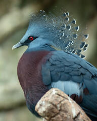Victoria crowned pigeon is a large, bluish-grey pigeon with elegant blue lace-like crests, maroon breast and red irises