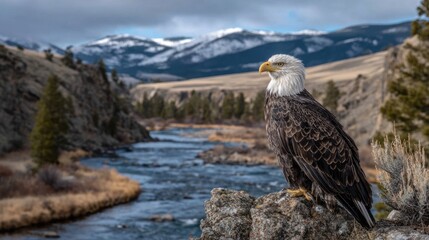 Fototapeta premium Bald eagle by a river