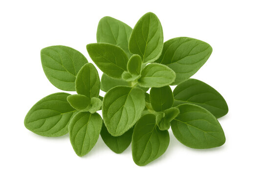 Close-up of fresh oregano sprig, highlighting vibrant green leaves, isolated on transparent background, ideal for food and culinary projects