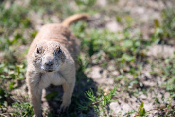 Selective focus on an up-close prairie dog looking directly at the camera 
