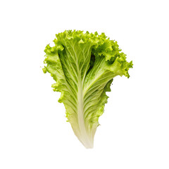 Fresh green broccoli and lettuce on a white background