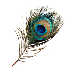 Vibrant peacock feather eye isolated on transparent background