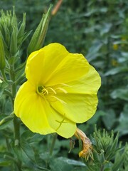 yellow flower on green background