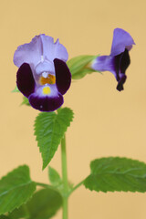Beautiful Wishbone Flower Torenia Lavender, Indigo, and  Yellow with Green Leaves and White Wishbone