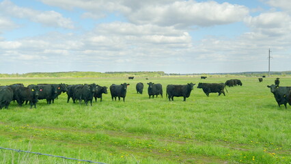A large herd of Black Cattle is grazing peacefully in a lush Green Pasture beneath a clear Blue Sky