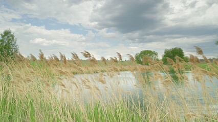 Tranquil Waters and Flowing Reeds Beneath a Colorful Cloudy Sky Providing Serenity