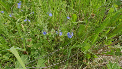 Obraz premium In the meadow, beautiful blue wildflowers thrive splendidly amidst the lush, green grass
