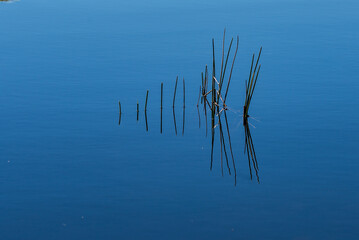Uma plantinha num lago 