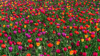 Fototapeta premium Tulipas no festival de Tulipas em Ottawa - Canadá