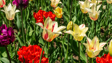 Tulipas no festival de Tulipas em Ottawa - Canad&aacute;