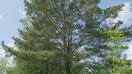 The Majestic Tree Stands Proudly Under the Bright Blue Open Skies That Are Above It