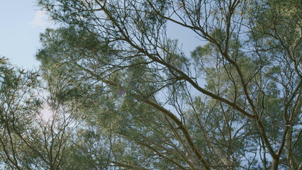 Obraz premium A Serene Canopy View through Lush Green Leaves, creating a picturesque and tranquil environment