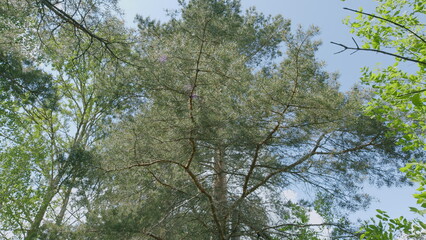 A Beautiful Lush Pine Tree Canopy Spreading Under a Clear and Bright Blue Sky Above