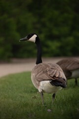 canada goose standing on the grass