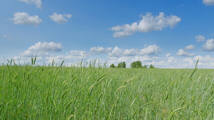 Obraz premium A beautiful and vibrant green field situated under a clear blue sky adorned with fluffy clouds