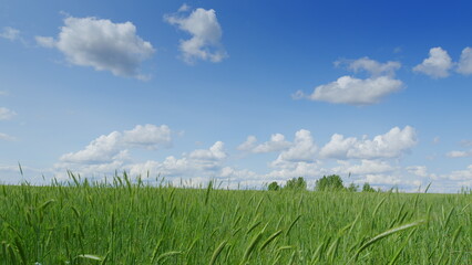 A Lush and Vibrant Green Field Permanently Sitting Beneath a Bright and Clear Blue Sky Above