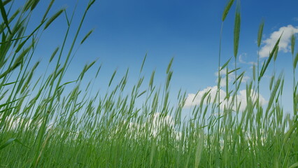 The Serene, Lush Green Grass Spreads Out Under the Clear, Bright, Blue Sky Above