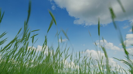 Obraz premium A Beautiful Scene of Serene Green Grass Spreading Beneath a Clear and Bright Blue Sky