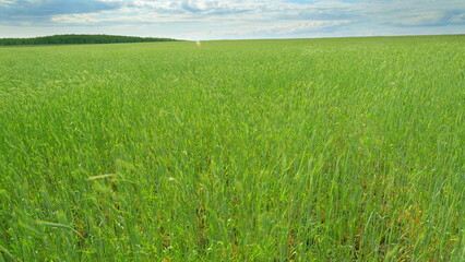 A Vibrant Green Field Sprawling Beneath an Expansive Cloudy Sky of Graceful Beauty