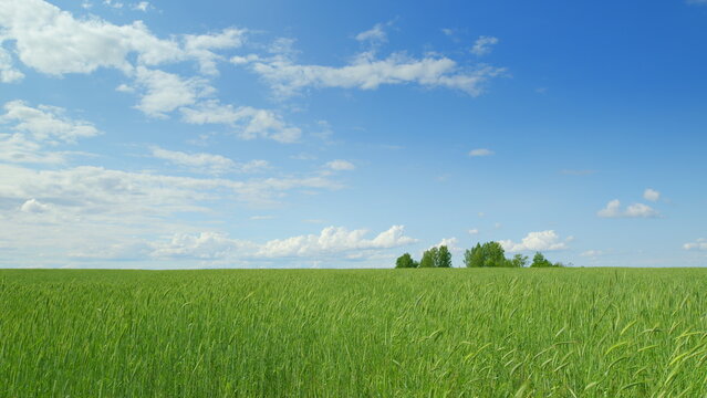 Lush, beautiful green fields stretch out perfectly under a clear, bright blue sky overhead - Powered by Adobe