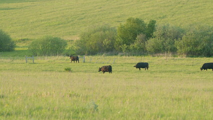 A Serene Pastoral Scene with Grazing Cattle in a Beautiful Lush Green Field under the Sun