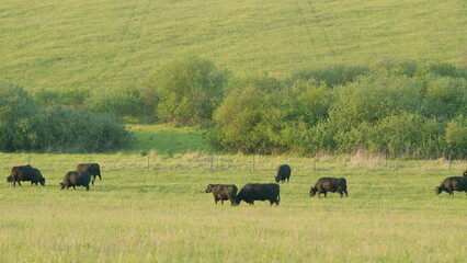 A serene scene of black cattle peacefully grazing in a lush and vibrant green pasture